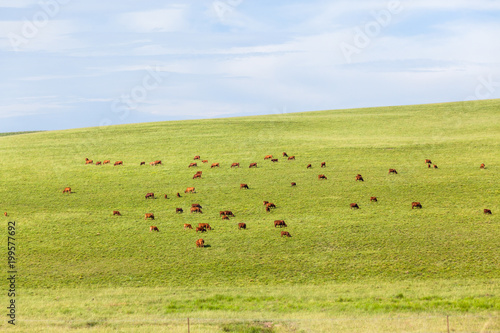 Fototapeta Naklejka Na Ścianę i Meble -  Cattle Farming Animals Scattered Hills Summer Landscape.