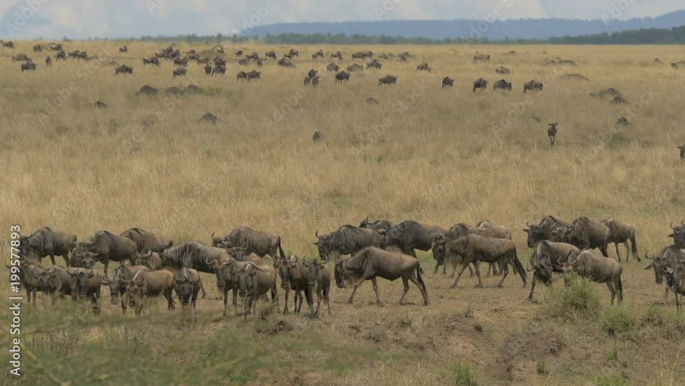 Wildebeests at the Masai Mara National Park Wildebeests at the Masai Mara National Park