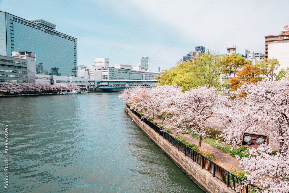 Cherry blossoms road with river in Kema Sakuranomiya Park, Osaka, Japan