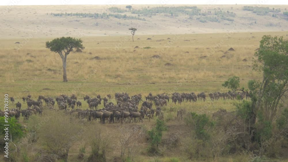 Gnus in the savannah Gnus in the savannah