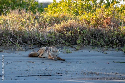 coyote on the sand