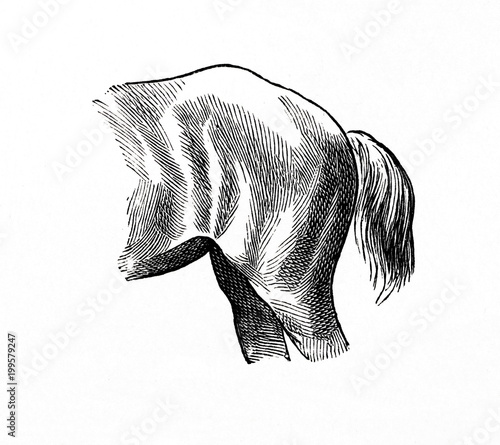 Fotografie Downed croup (from Meyers Lexikon, 1896, 13/770/771)