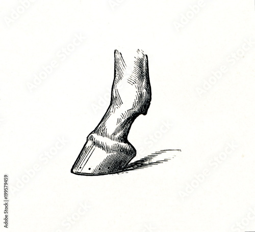 Fototapeta Naklejka Na Ścianę i Meble -  Horse's hoof (from Meyers Lexikon, 1896, 13/770/771)