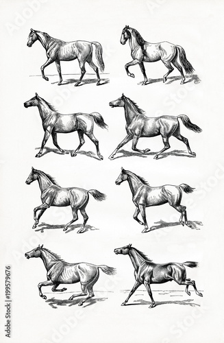 Fototapeta Naklejka Na Ścianę i Meble -  Horse IV - gait (from Meyers Lexikon, 1896, 13/770/771)