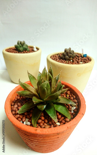 Succulent Haworthia Cymbiformis plant in a pot white Background photo