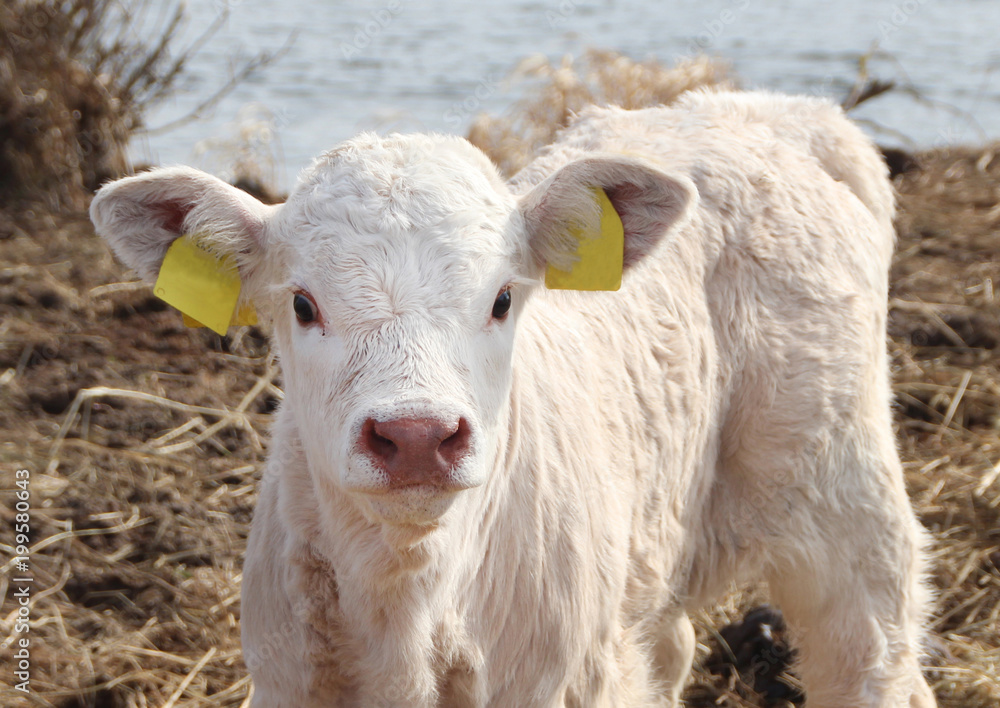 Fototapeta premium white cattle calf looking into camera