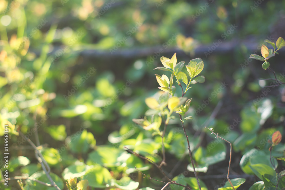 Closeupview of fresh green leafs on blurred background in the forest in spring as background Closeupview of fresh green leafs on blurred background in the forest in spring as background