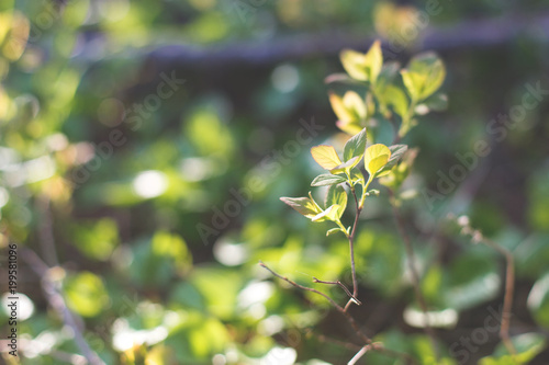 Closeupview of fresh green leafs on blurred background in the forest in spring as background