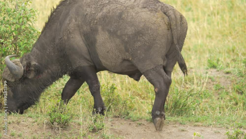 Muddy African buffalo walking and grazing Muddy African buffalo walking and grazing