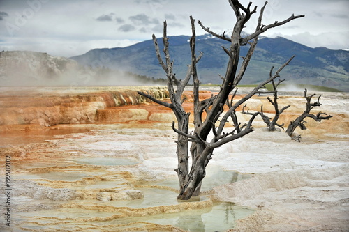 Dry trees in Yellowstone National Park