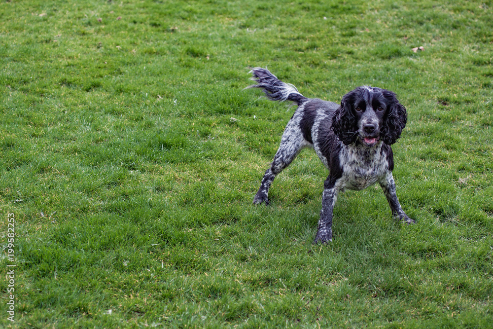 spaniel