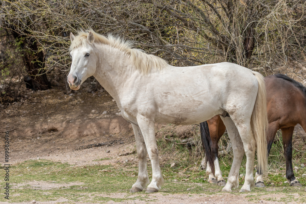Beautiful White Wild Horse Stallion