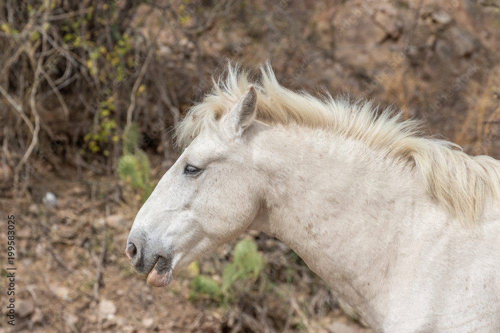 Beautiful White Wild Horse Stallion