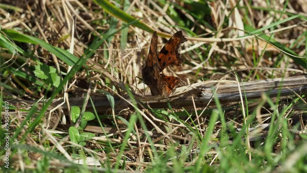Comma Butterfly ( Polygonia c-album ) basking on the grass Comma Butterfly ( Polygonia c-album ) basking on the grass