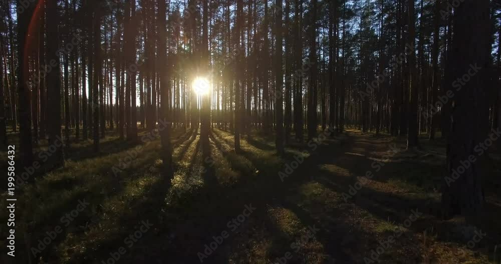Aerial view of sunlight through the trees in pine forest at sunset Aerial view of sunlight through the trees in pine forest at sunset