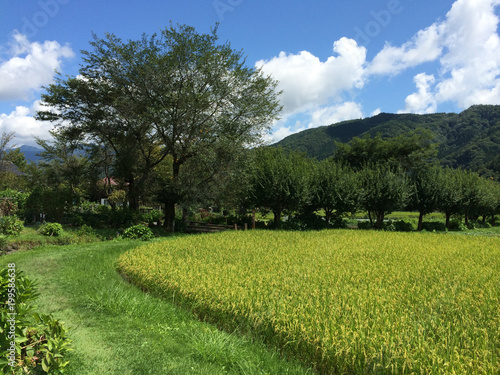 Paddy fields in Japan