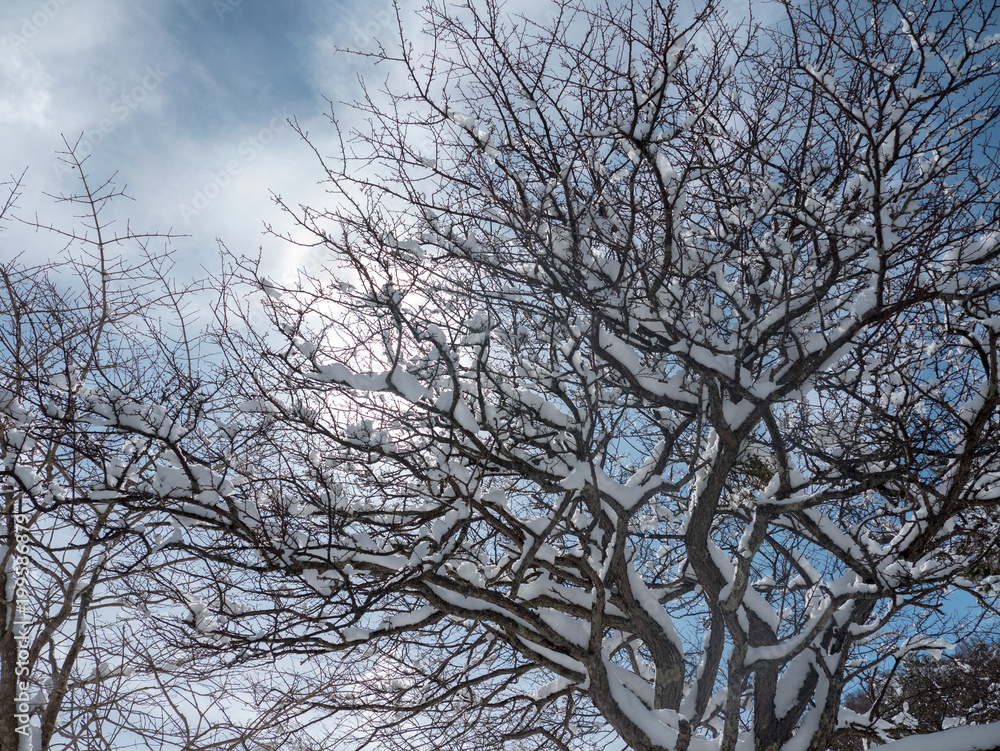 Obraz premium 雪