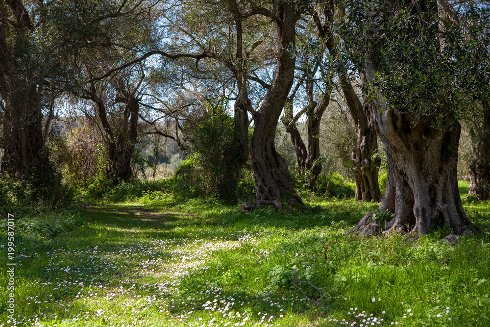 Olive grove with a small meadow and white flowers in Corfu, Greece Olive grove with a small meadow and white flowers in Corfu, Greece