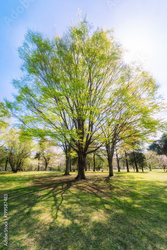 東京武蔵野 野川公園のケヤキの新緑