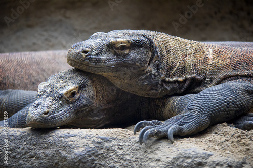 Billede på lærred Pair of komodo dragons.