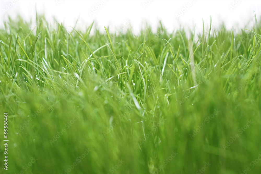 green grass meadow lawn blade of grass green grass meadow lawn blade of grass