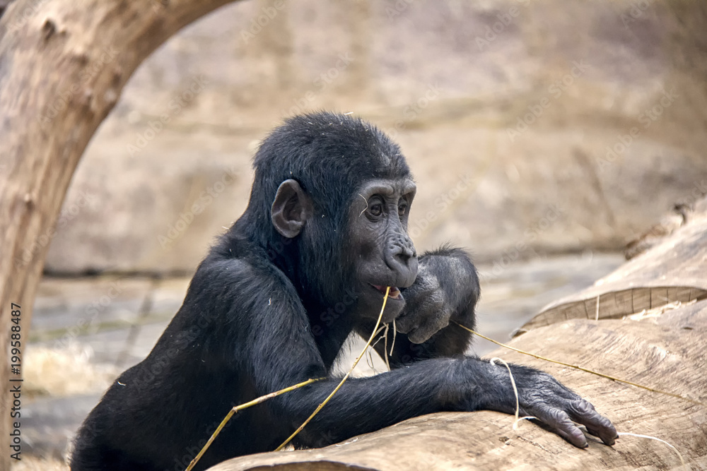 Obraz premium Western gorilla baby.