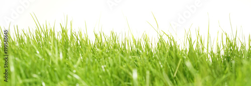 green grass meadow lawn blade of grass