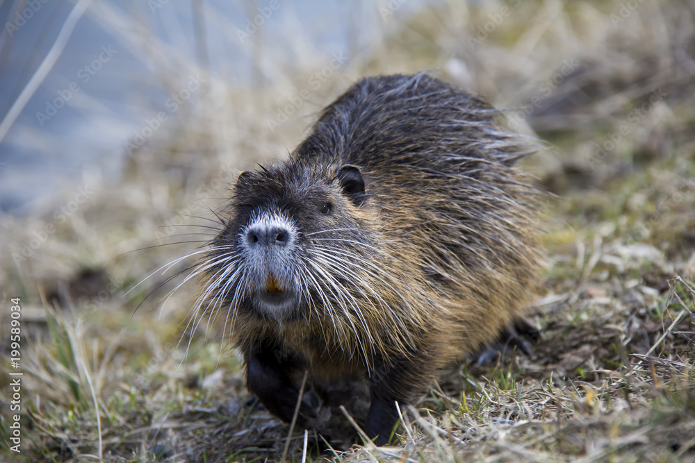Coypu (Nutria). Photo was taken in the Czech Republic. Coypu (Nutria). Photo was taken in the Czech Republic.