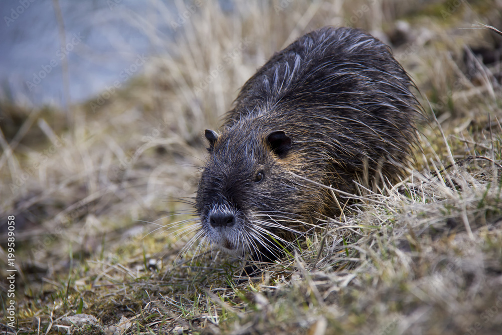 Coypu (Nutria) near pond. Photo was taken in the Czech Republic. Coypu (Nutria) near pond. Photo was taken in the Czech Republic.
