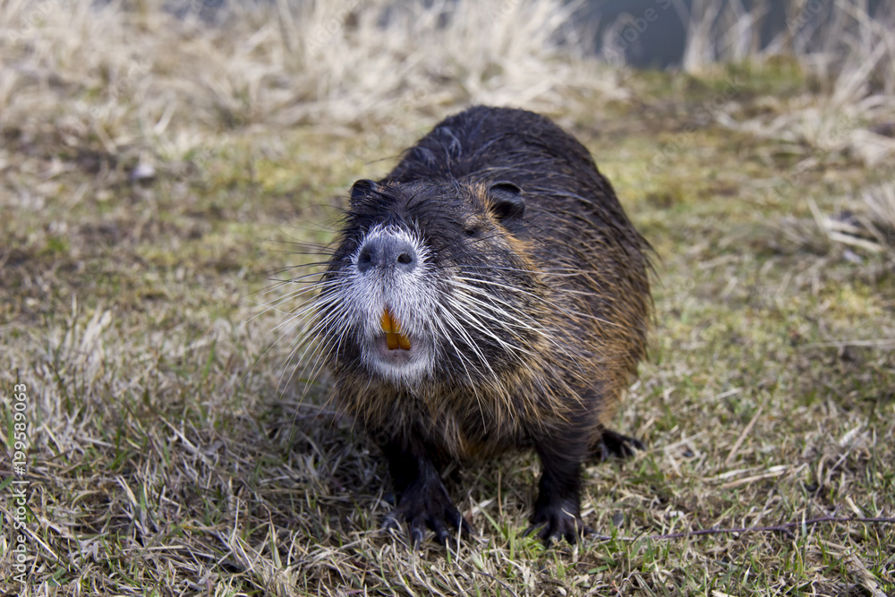 Curious coypu (Nutria). Photo was taken in the Czech Republic. Curious coypu (Nutria). Photo was taken in the Czech Republic.