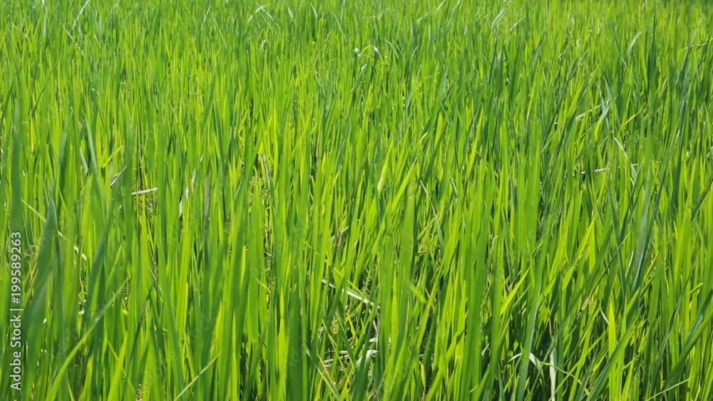 Rice field. Green growing rice. Healthy Vegetarian Food. Germination of rice at the Asian countries, Growing. Beautiful landscape. Nature of Sri Lanka. Rice-growing. food industry Rice field. Green growing rice. Healthy Vegetarian Food. Germination of rice at the Asian countries, Growing. Beautiful landscape. Nature of Sri Lanka. Rice-growing. food industry