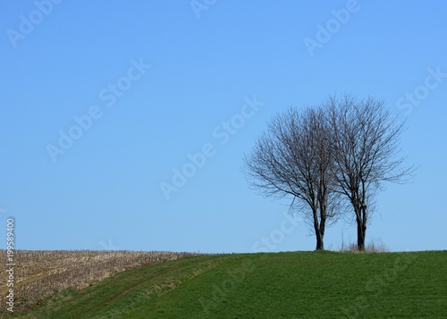 Zwei Bäume am Ackerrain photo