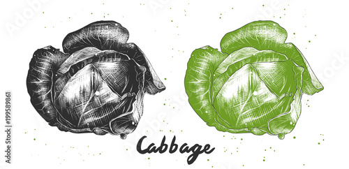 Vector engraved style illustration for posters, decoration and print. Hand drawn sketch of cabbage in monochrome and colorful. Detailed vegetarian food drawing.