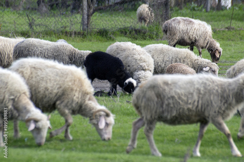 Sheep with lambs graze on green meadows.