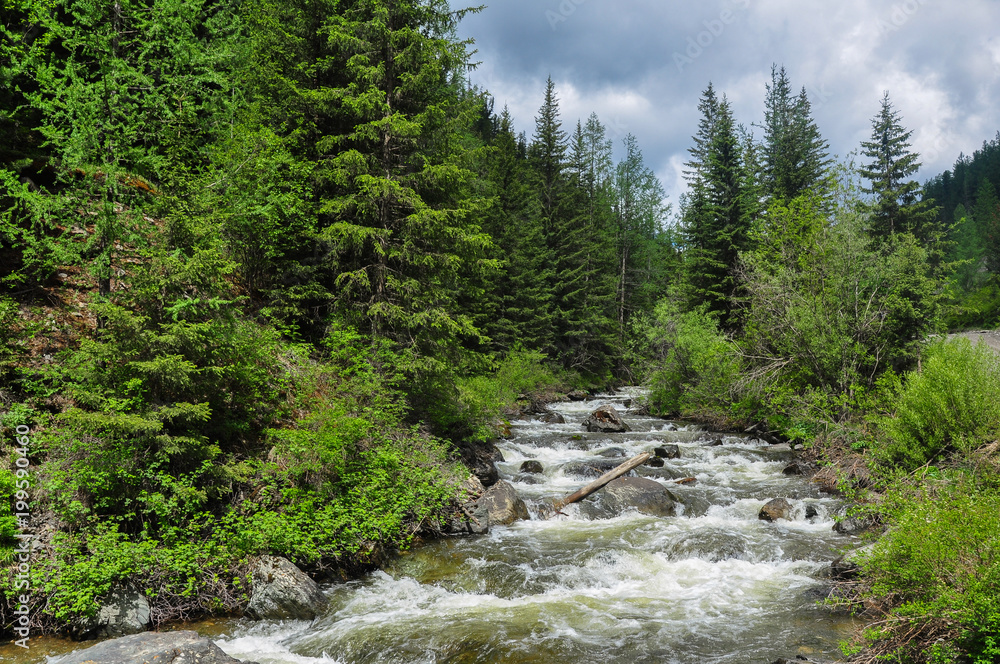 Rough stormy river in the forest. Chibitka, Altai mountains, Siberia Rough stormy river in the forest. Chibitka, Altai mountains, Siberia