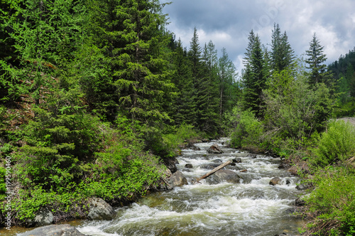 Rough stormy river in the forest. Chibitka  Altai mountains  Siberia