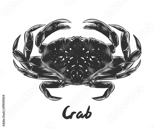 Vector engraved style illustration for posters, decoration and print. Hand drawn sketch of crab in monochrome isolated on white background. Detailed vintage woodcut style drawing.