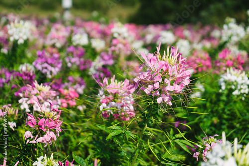 Pink and White Cleome spinosa in the garden.