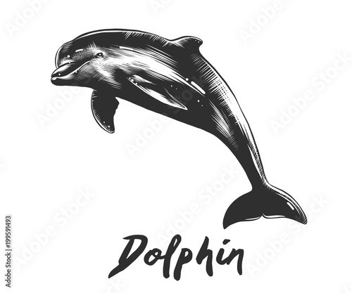 Vector engraved style illustration for posters, decoration and print. Hand drawn sketch of dolphin in monochrome isolated on white background. Detailed vintage woodcut style drawing.