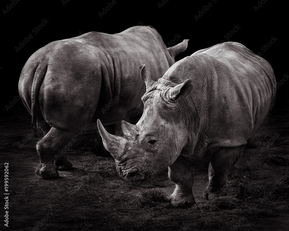 Obraz premium White Rhinos