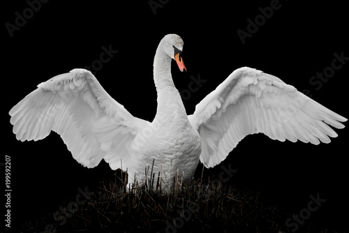 Fototapeta Naklejka Na Ścianę i Meble -  Mute Swan