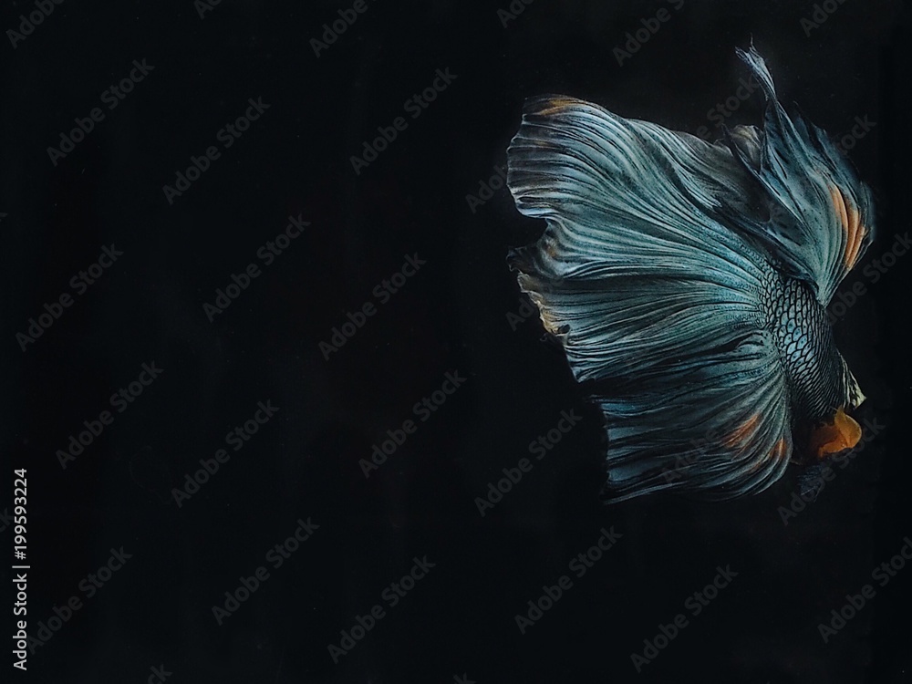 Close up Siam beta fish over dark background.