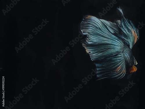 Close up Siam beta fish over dark background. © Mallika