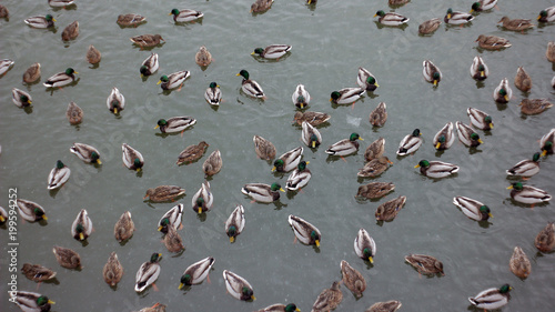  urban ducks in the pond are like seeds