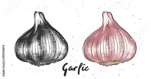 Vector engraved style illustration for posters, decoration and print. Hand drawn sketch of garlic in monochrome and colorful. Detailed vegetarian food drawing.