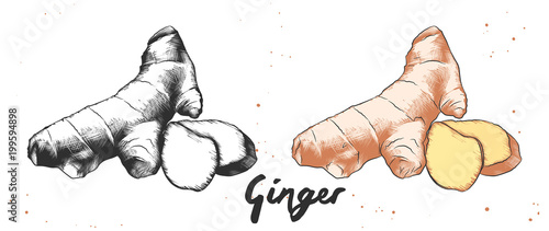 Vector engraved style illustration for posters, decoration and print. Hand drawn sketch of ginger in monochrome and colorful. Detailed vegetarian food drawing.