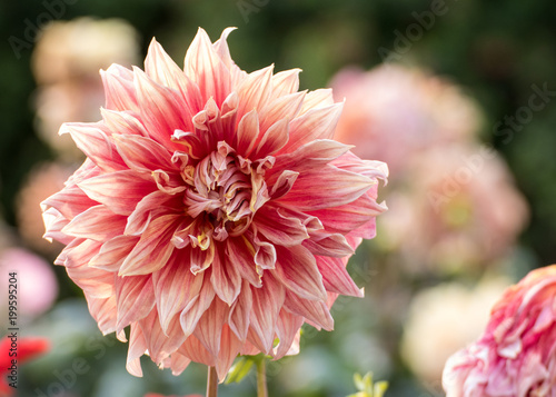Fototapeta Naklejka Na Ścianę i Meble -  Whitish Pink Dahlia flower