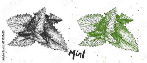 Vector engraved style illustration for posters, decoration and print. Hand drawn sketch of mint in monochrome and colorful. Detailed vegetarian food drawing.