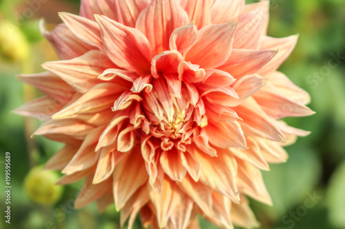 Fototapeta Naklejka Na Ścianę i Meble -  Double Orange Dahlia flower