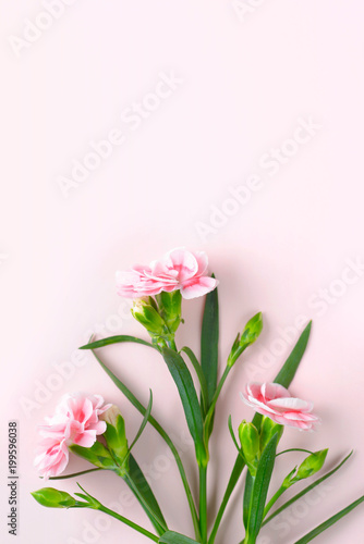fresh carnation flowers on the pink background © Amy Lv